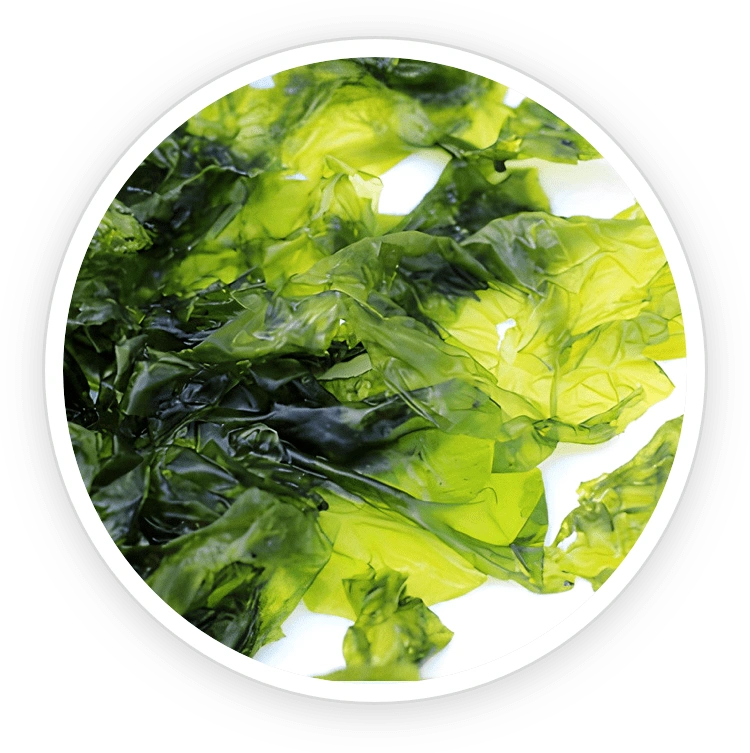 Nori Yaki Extract Powder – supports prostate repair and urinary health