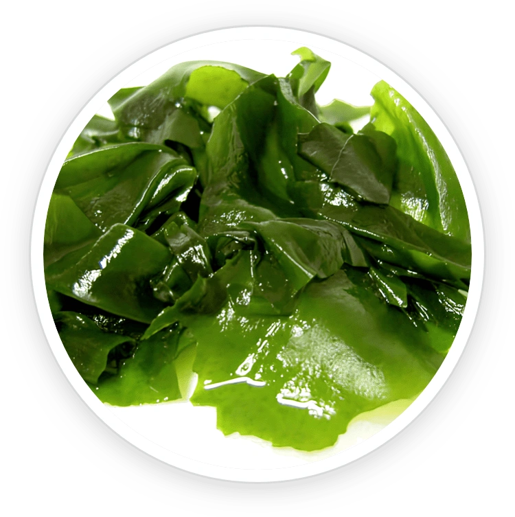 Wakame Extract – supports bladder function and has antibacterial properties