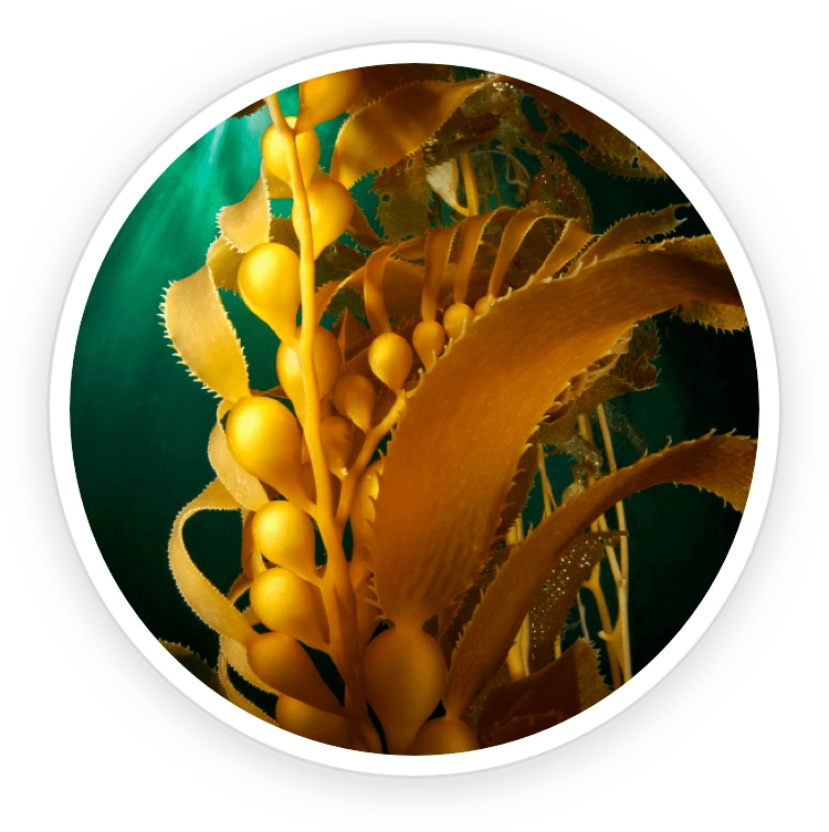 Kelp Powder – keeps system toxin-free and supports urinary flow