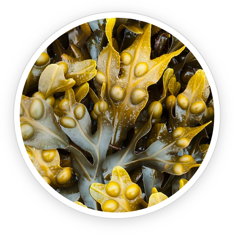 Bladderwrack Powder – strengthens prostate cells and supports libido