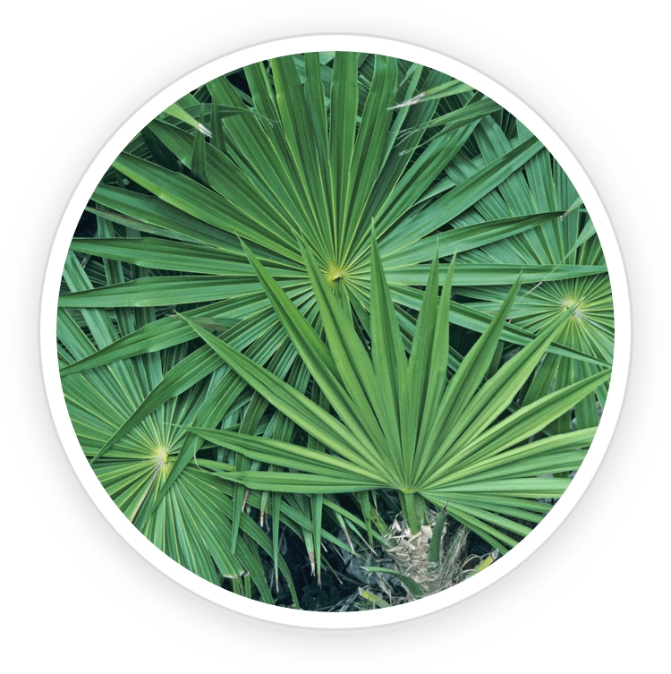 Saw Palmetto – kidney support and strong antimicrobial properties
